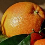 Odmiany główne pomarańczy