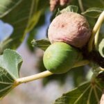 Suche owoce na drzewie figowca